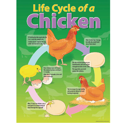 Life Cycle of a Chicken Chart – Educational Art Supplies